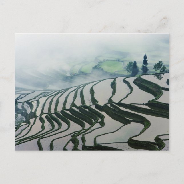 Morning Fog Above Rice Fields Postcard (Front)