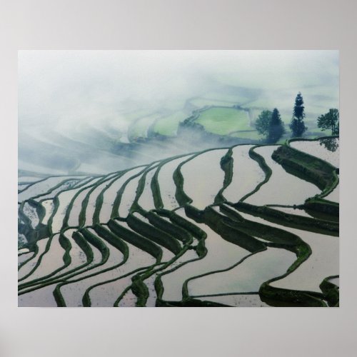 Morning Fog Above Rice Fields Poster