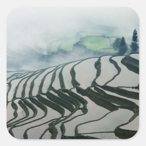 Morning Fog Above Rice Fields Square Sticker