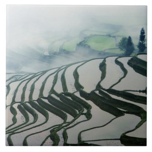 Morning Fog Above Rice Fields Tile