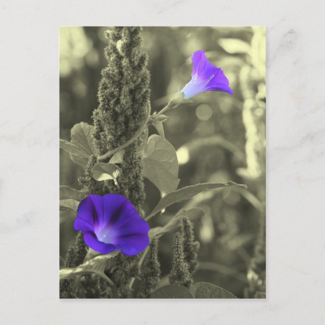 Morning Glories Black White Flower Postcard (Front)
