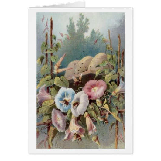 Morning Glories Cards (Front)