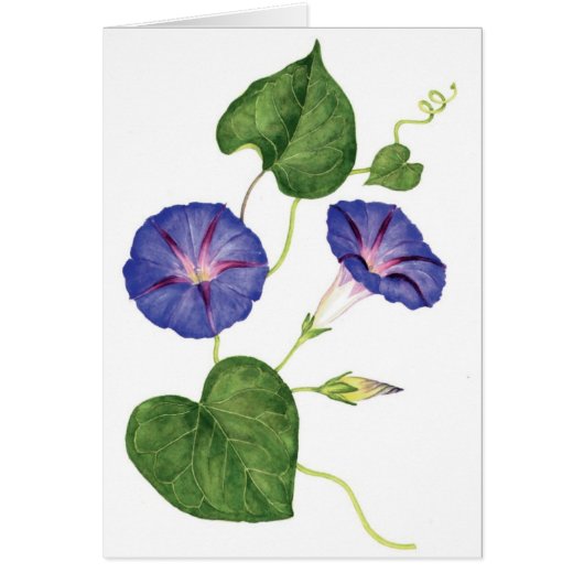 Morning Glories Cards (Front)