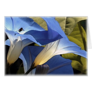 Morning Glories Cards