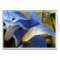 Morning Glories
