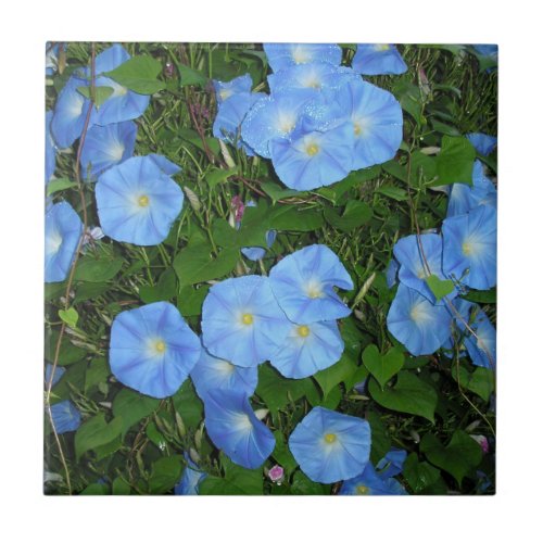 Morning Glories Ceramic Tile