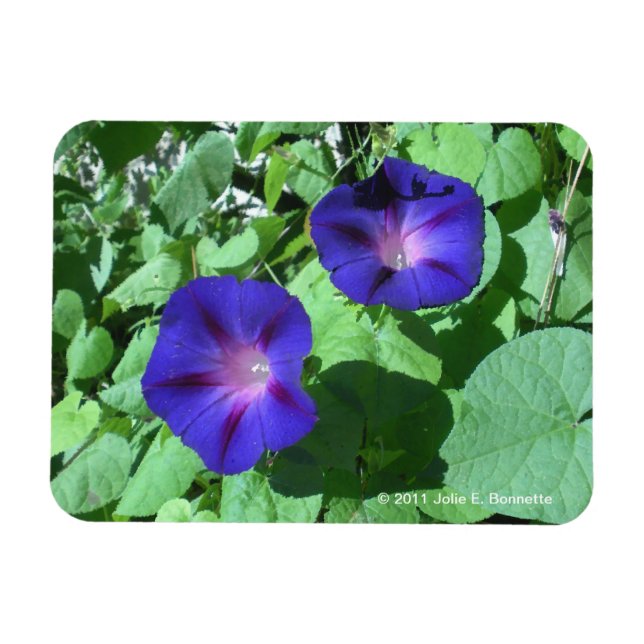 Morning Glories Flexi Magnet (Horizontal)