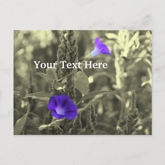 Morning Glories Flower Customizable Postcard (Front)