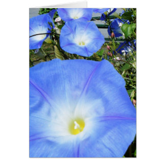 "Morning Glories II" Cards