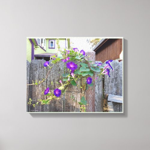 Morning Glories on Wooden Gate Canvas Print