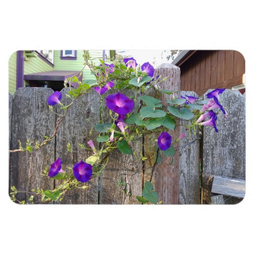 Morning Glories on Wooden Gate Magnet
