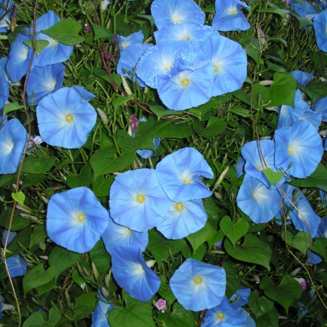 Morning Glories Pen (Creator Uploaded)