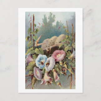 Morning Glories Postcard