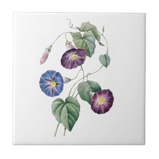 Morning Glories Redoute Ceramic Tile