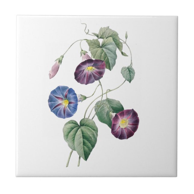 Morning Glories Redoute Ceramic Tile (Front)