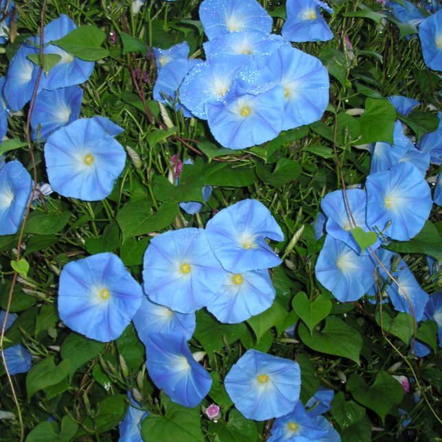 Morning Glories! Throw Pillow (Creator Uploaded)