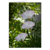 Morning Glory (Front)