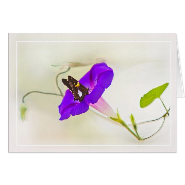Morning Glory and Butterfly Cards (Front Horizontal)