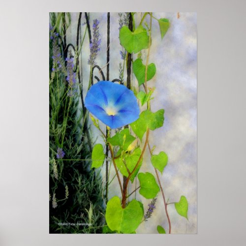 Morning Glory and Lavender Poster