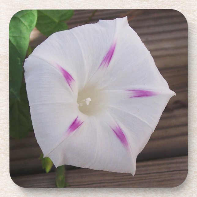 Morning Glory Beverage Coaster (Front)