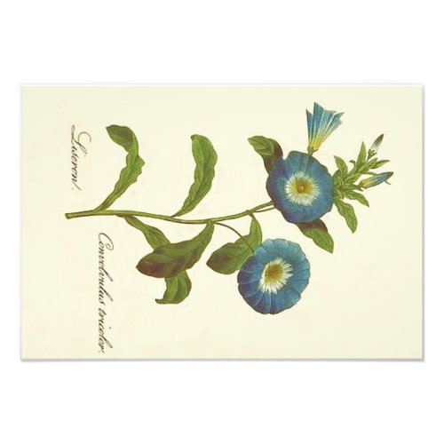 Morning Glory Blue Illustration Photo Print