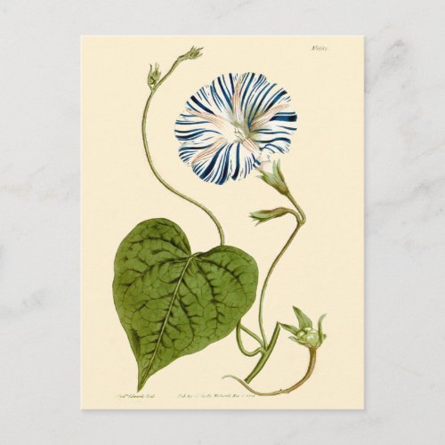 Morning Glory Blue Illustration Postcard