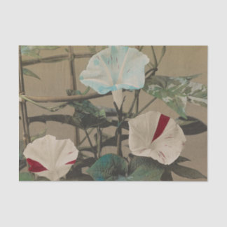 Morning Glory by Ogawa Kazumasa Tissue Paper