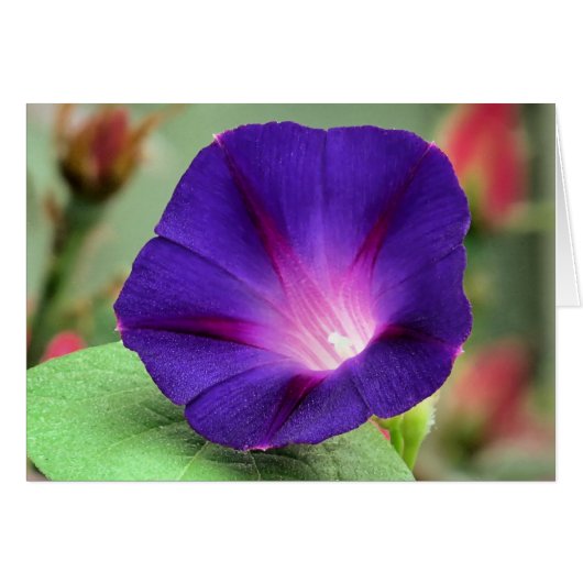 Morning Glory Cards (Front Horizontal)