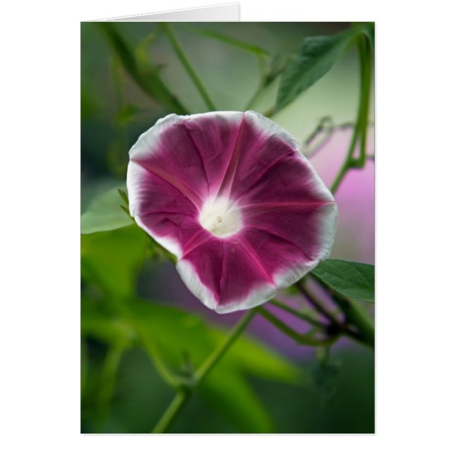 Morning Glory Cards (Front)