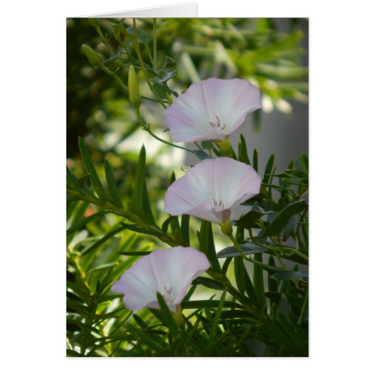Morning Glory Cards (Front)