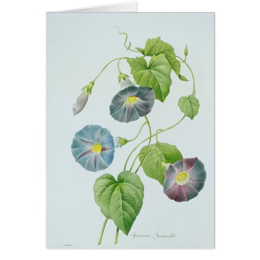 Morning Glory Cards (Front)