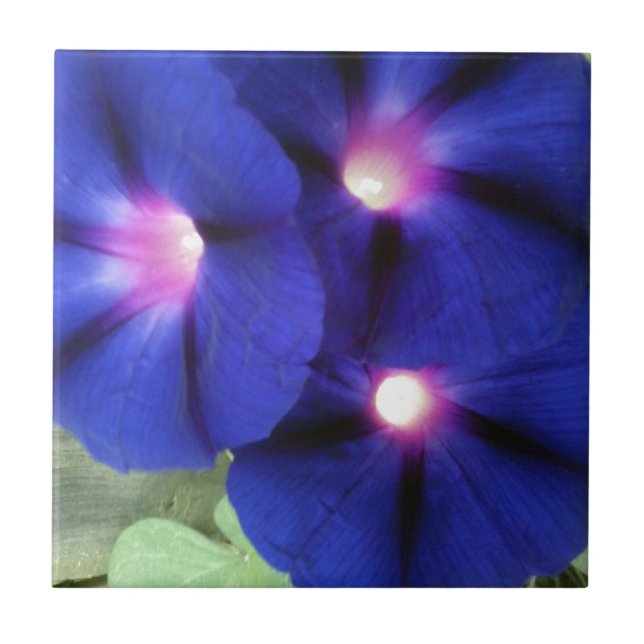 Morning Glory Flower Tile (Front)