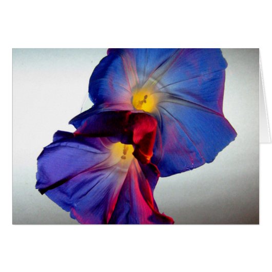 Morning Glory Flowers 3 Cards (Front Horizontal)