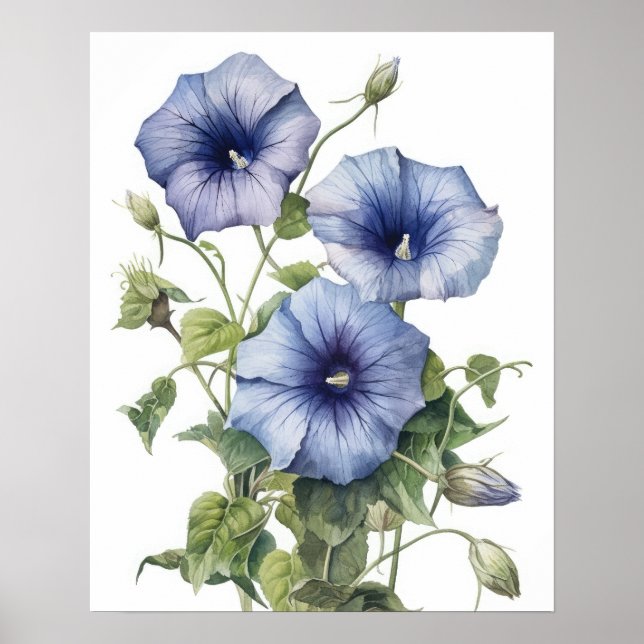 Morning Glory Flowers Art Print Poster (Front)