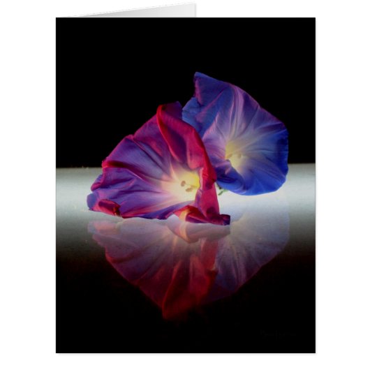 MORNING GLORY FLOWERS CARDS (Front)