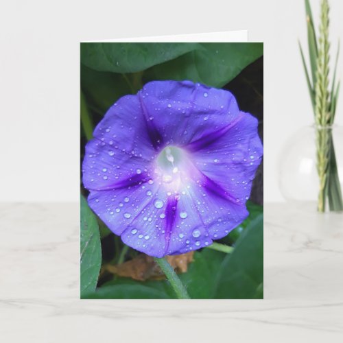 Morning Glory Flowers Ipomoea with Raindrops Card