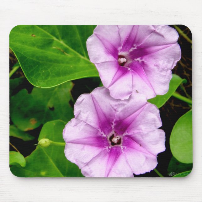 Morning Glory Flowers Mousepad (Front)