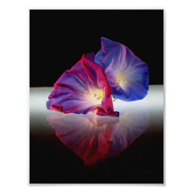 MORNING GLORY FLOWERS PHOTO PRINT (Front)