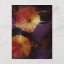 Morning Glory Flowers  