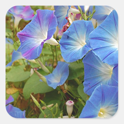 Morning Glory Flowers Square Sticker