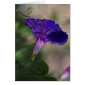 Morning Glory Greeting Card Blank (Front)