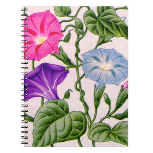 morning glory in blue and pink notebook