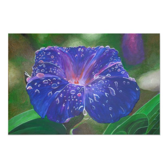 Morning Glory (Ipomoea Purpurea) Petals and Dew Dr Photo Print (Front)