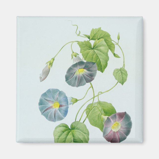 Morning Glory Magnet (Front)