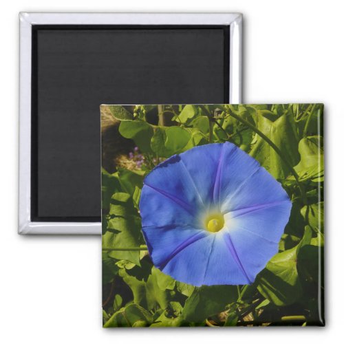 Morning Glory Magnet