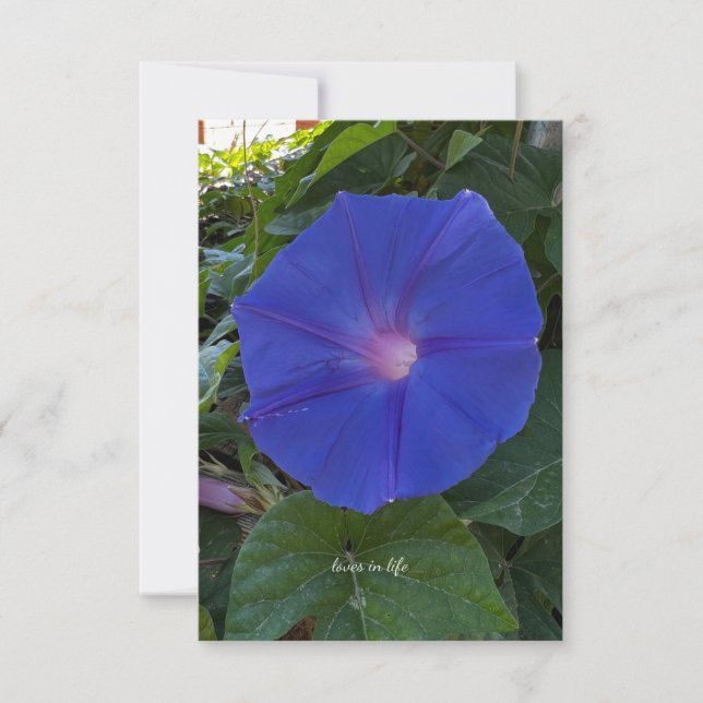 Morning Glory Note Card (Front)
