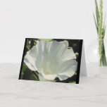Morning Glory Note Card at Zazzle