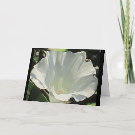 Morning Glory Note Card