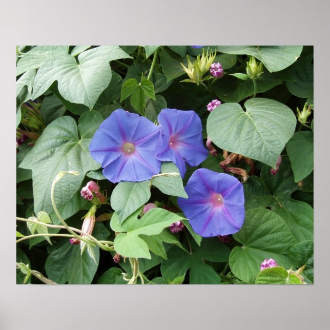 Morning Glory Photo Poster (Front)