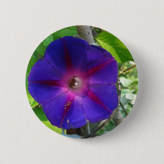 Morning Glory Pinback Button